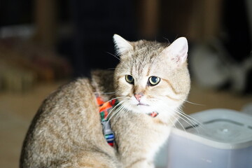 Bright-eyed domestic cat sitting calmly on a wooden floor beside a container, showcasing its playful and curious nature with a colorful harness.