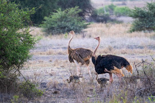The common ostrich, Struthio camelus or ostrich, is a species of flightless bird