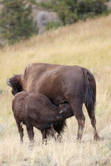 North American Bison calf suckling, Yellowstone National Park, Wyoming  USA