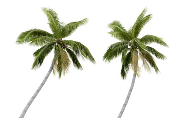palm tree on white background