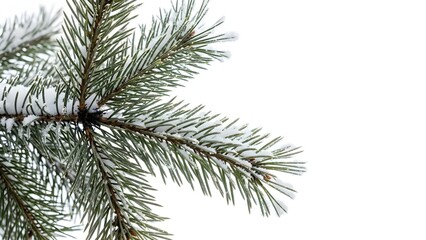Snow Covered Pine Tree Branches Close Up needles winter