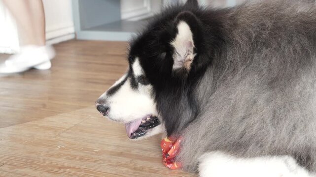Close up portrait of an overweight Siberian Husky dog with black and white fur resting and panting after activity. Cute pet lifestyle, domestic dog behavior, summer heat concept, and animal wellness.