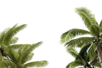 palm tree isolated on white