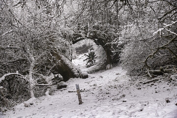 Lauernde gro&szlig;e Wanderspinne auf dem Tafelweg am Schaumberg, Saarland