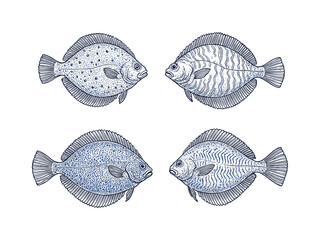 Flatfish Set. Hand Drawn Flounder and Sole Vintage Engraving Illustration