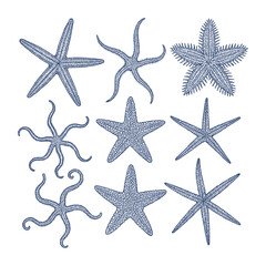 Starfish Set. Hand Drawn Sea Stars Vintage Engraving Illustration