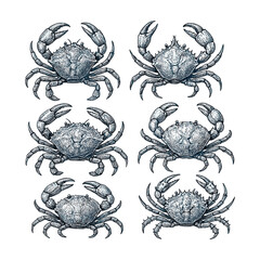 Crab Set. Hand Drawn Sea Crab Vintage Engraving Illustration Collection