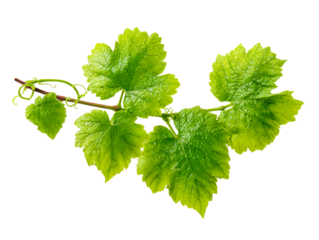 Green Grape Vine Branch with Leaves and Tendrils