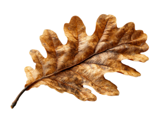 Brown Dry Oak Leaf with Detailed Veins on White