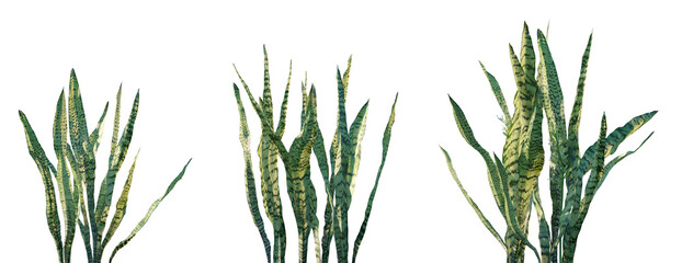 Set of Sansevieria trifasciata (known as the Snake Plant or Mother-in-Law's Tongue) frontal isolated png on a transparent background perfectly cutout high resolution © Viktoria