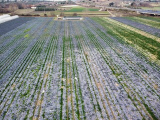 Field of flowers stretches across land with green patches and distant hills during daytime