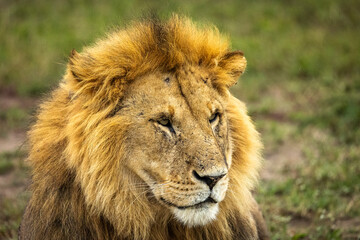 Portrait of a close-up male lion in a masai mara conservancy, kenya. © Ronnie Epstein