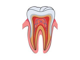 Tooth anatomy illustration with nerves and blood vessels.