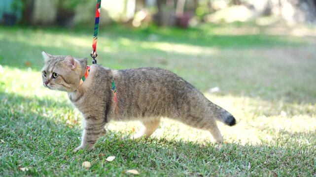 Playful Cat Explores Outdoor Grass with Colorful Harness and Leash, Showcasing Curious Nature in Sunlight, Creating Warm and Inviting Atmosphere for Pet Lovers