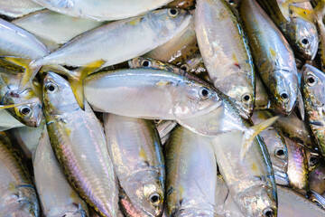 Obraz premium Fresh Scombrids or Mackerel fish
