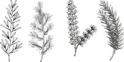 Naklejka premium Detailed botanical illustration of various sprigs and branches of leafy herbs