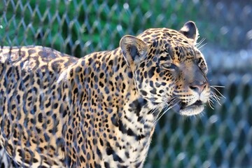 Fototapeta premium Leopard