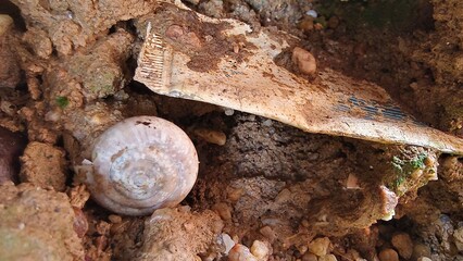 bahru, beetle, biology, brown, bug, coarse, colorful, crawling, debris, detail, earth, environment, exploration, geology, gravel, grey, grit, ground, habitat, insect, jagged, johor, landscape, leaves,