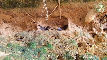 View of a rough earth embankment containing small caves, thin roots, and patches of green moss.