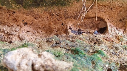 Tiny green ferns or moss cling to the side of a porous, light brown clay-like wall.