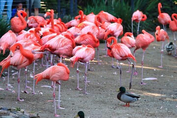 Flamingos