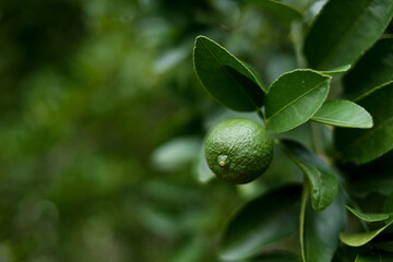 Green Lime Fruit with Leaves on Branch
