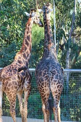 Giraffes