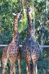 Giraffes