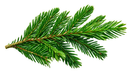 A Fraser fir pine branch isolated on white background, green evergreen needles, Christmas tree twig, conifer plant part, nature element cutout.