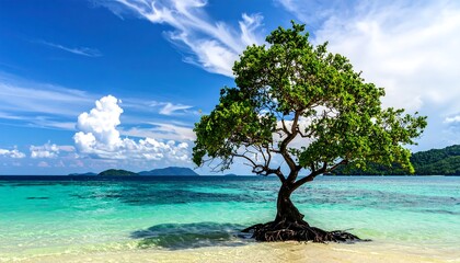 Tropical beach scene with lone tree