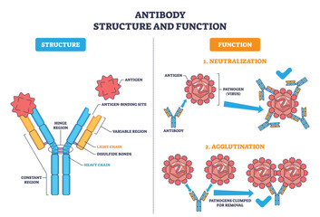 Antibody structure and function, Y shaped immunoglobulin binds antigens to neutralize and agglutinate pathogens, key parts include heavy-light chains and variable regions, transparent background.