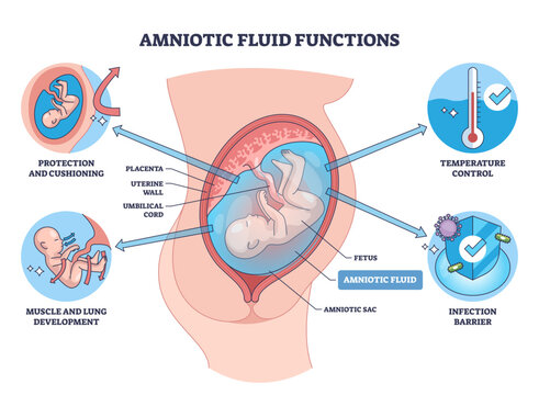 Amniotic fluid functions, labeled cutaway shows fetus, amniotic sac, and placenta, illustrating cushioning, temperature control, and infection barrier during pregnancy, transparent background.