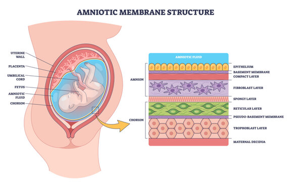Amniotic membrane structure shows amnion, chorion, and fetus within amniotic fluid, explaining layered protection of pregnancy and key tissue anatomy, transparent background.