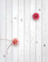 Two pink flowers on white wooden planks