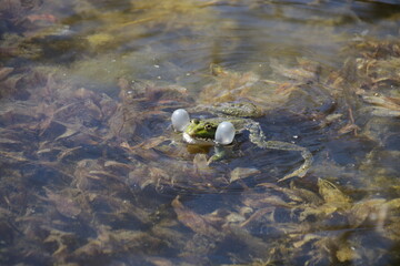 Teichfrosch beim Quaken