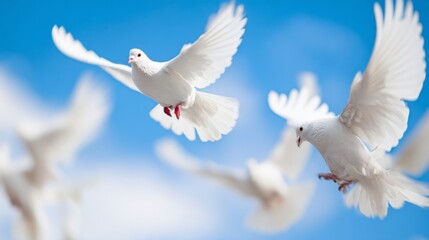 flock,doves,soaring,feathers,freedom,movement,birds,white,animal,flight,blue,wings,wildlife,nature,grace,sky,clouds,peace,beauty,avian
