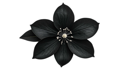 A realistic, dark flower with delicate petals and a beaded center, isolated on black
