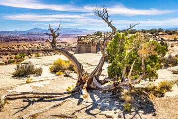 Sand Bench view area in the San Rafael Swell, Utah, with dead trees and desert vegetation. The San Rafael Swell exposed layers of the eroded earths crust revealing millions of years of earths history