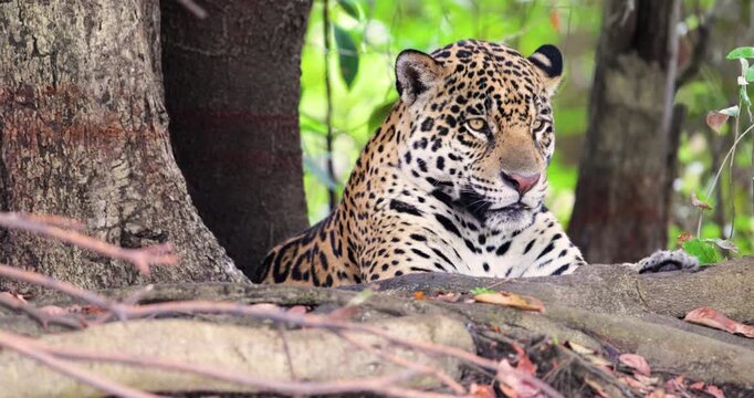 Portrait of a Jaguar (Panthera onca) listening to the jungle sounds on a river bank, Pantanal, Brazil.
