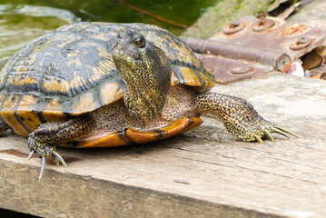 closeup of a north Texas freshwater turtle on a weathered board at water's edge; it has five toes on each foot, has some orange on the underside of the shell - Dallas Texas
