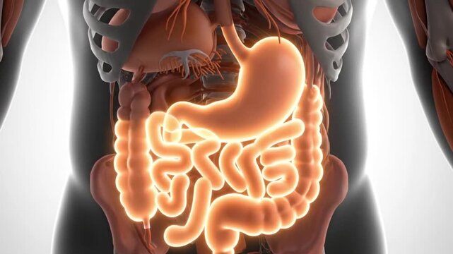 3D rendering of the human digestive system glowing within the torso, showing stomach and intestines, for digestive system education.