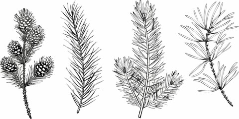 Detailed botanical illustration of various pine and evergreen branches