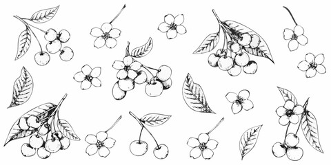Delicate floral and berry botanical illustration in black and white line art © Sanjoy