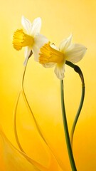 Two daffodils against a bright yellow backdrop