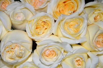 Background made of pink roses as a symbol of romance.