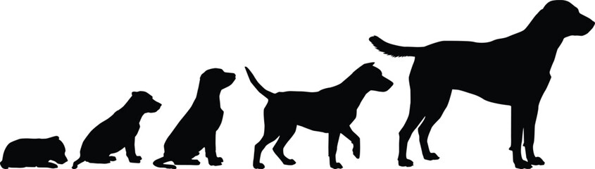 The evolutionary journey of a dog from a small puppy to a majestic adult