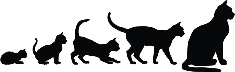 The fascinating evolution and growth stages of a domestic cat shown in striking silhouettes