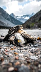 Two dead birds on rocky ground, mountain backdrop