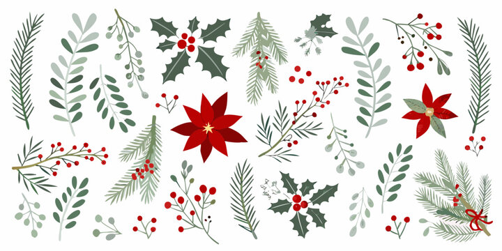 Festive winter botanicals holly pine poinsettia and berry arrangements on white background