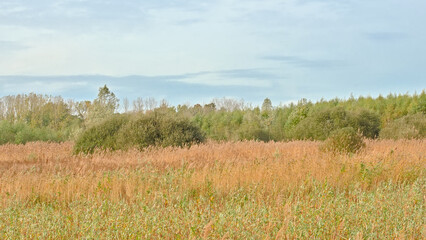 Obraz premium Wetland landscape with reed an willow trees in Gentbrugse Meersen nature reserve, Ghent, Flanders, Belgium 